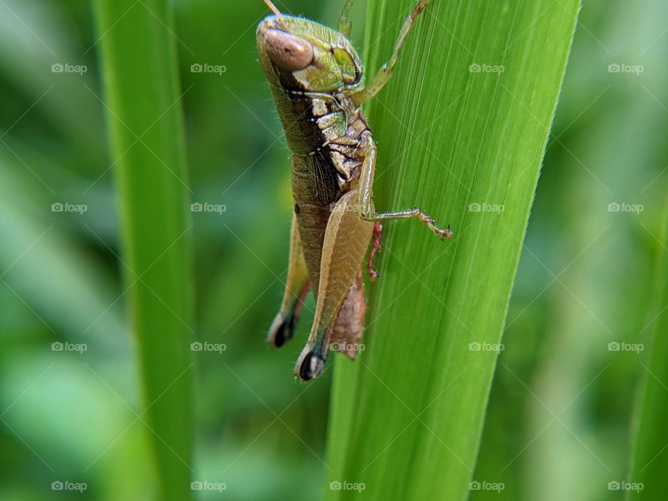 grasshopper