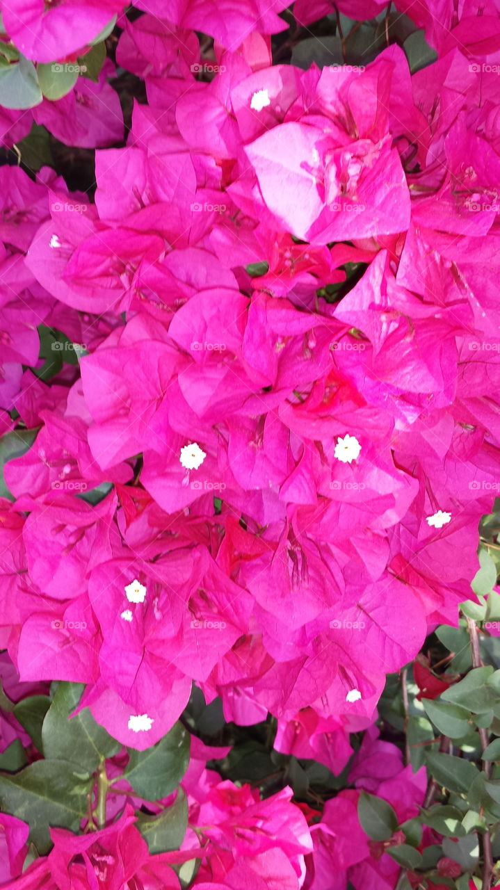 Bougainville flower bush