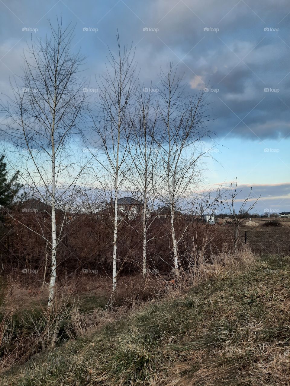 four birches against dark snow bearing clouds and blue sky