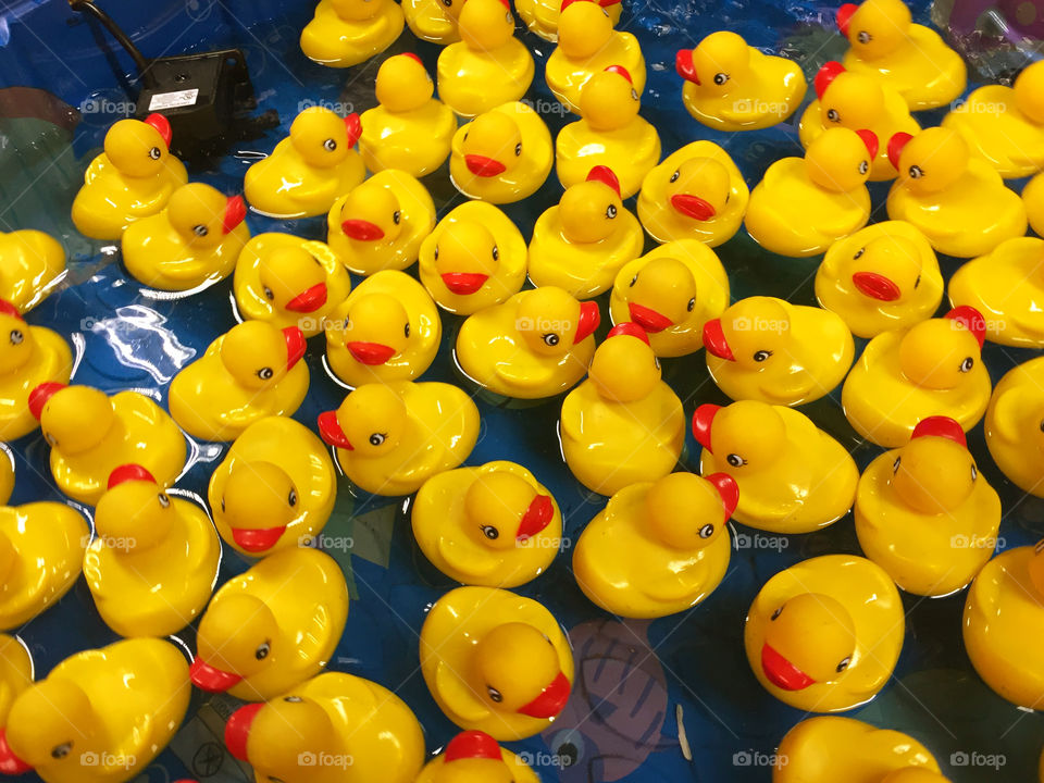 Rubber duck floating in bathtub