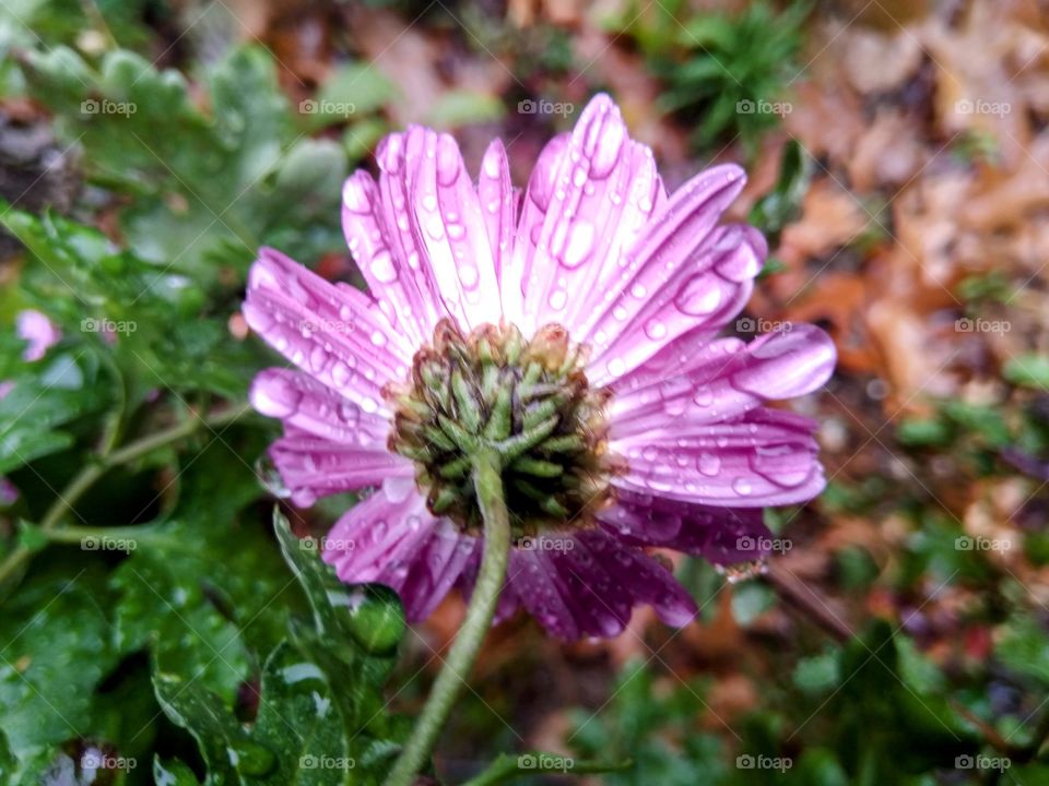 Flower in the rain