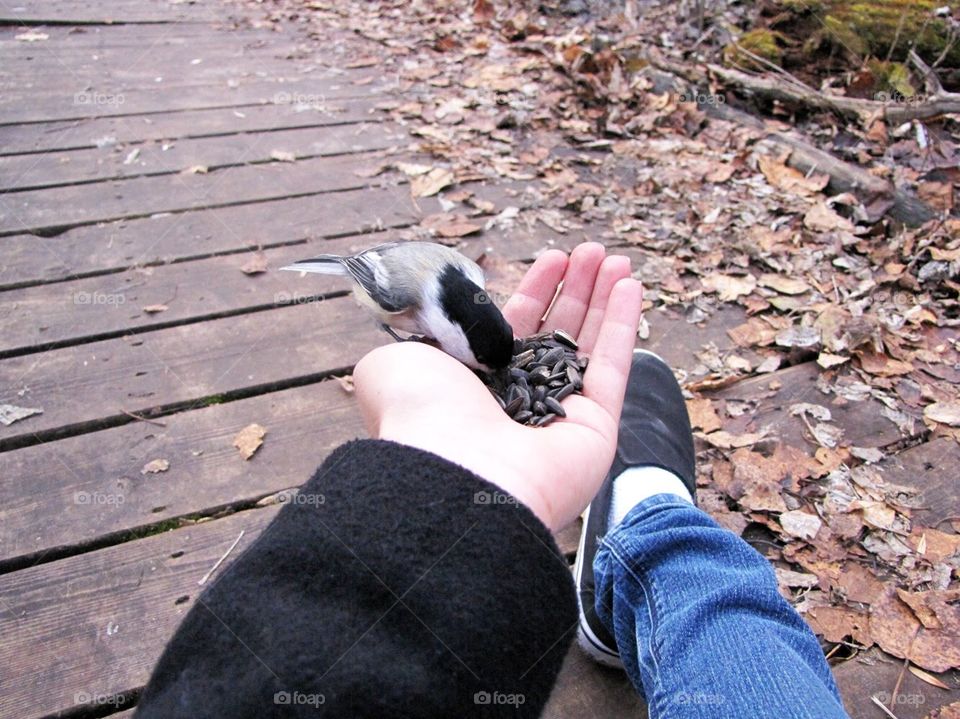 Chickadee 