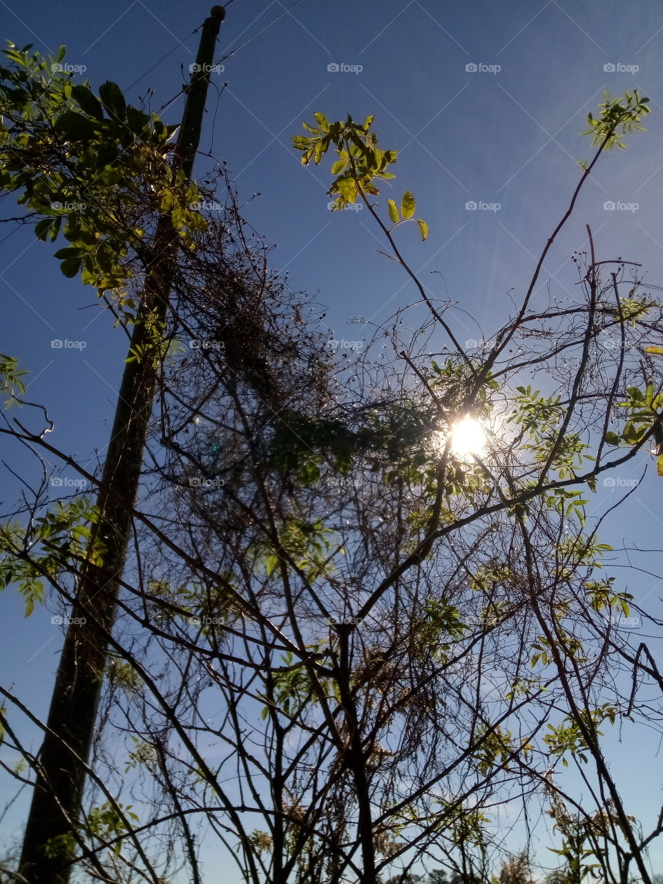 ~Beauty Between the Trees~