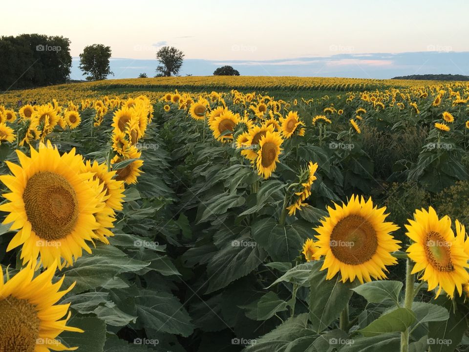 Sunflower Field