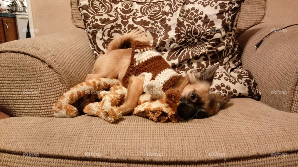 Dog hugging his stuffed animal