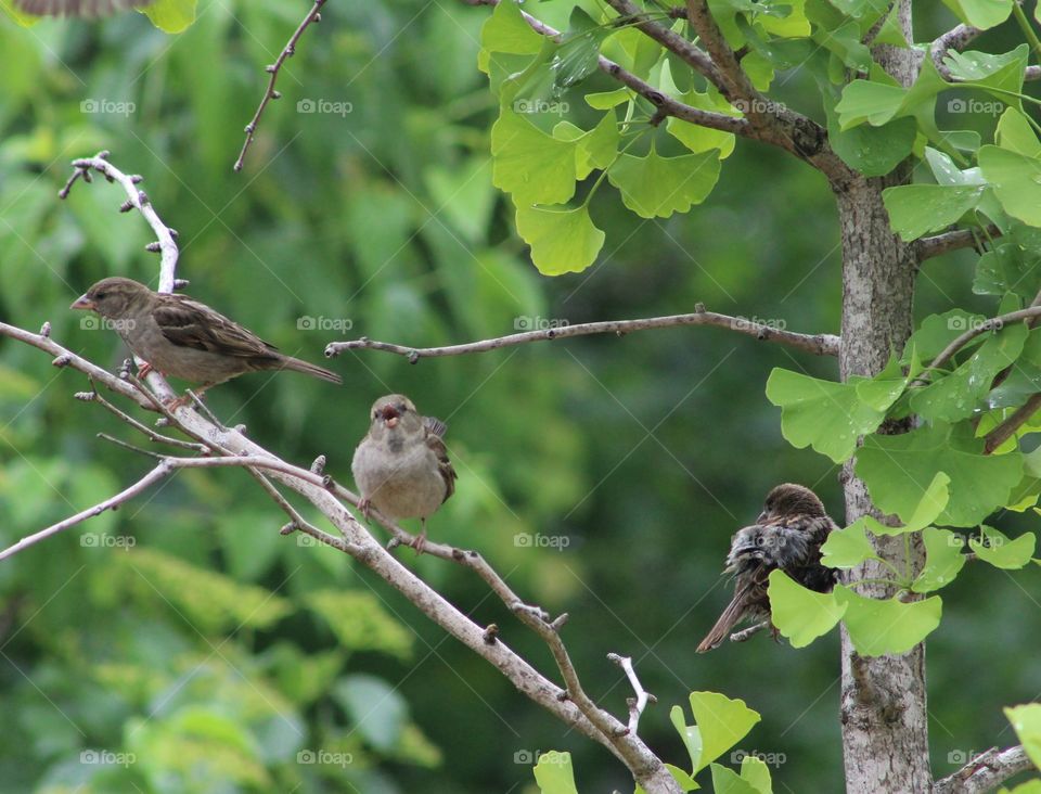 Three sparrows in a tree after a June rain 