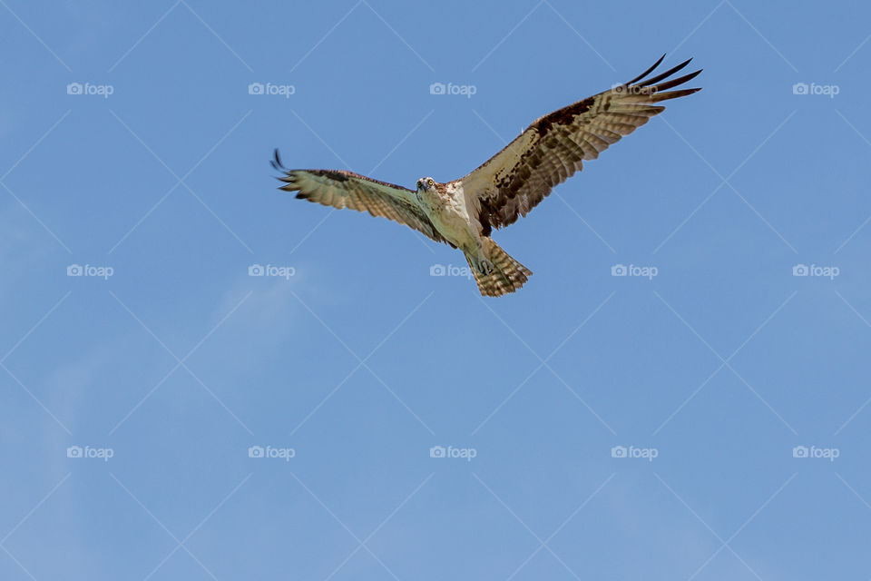 Osprey bird on the hunt flying in blue sky with widespread wings, wildlife Florida 