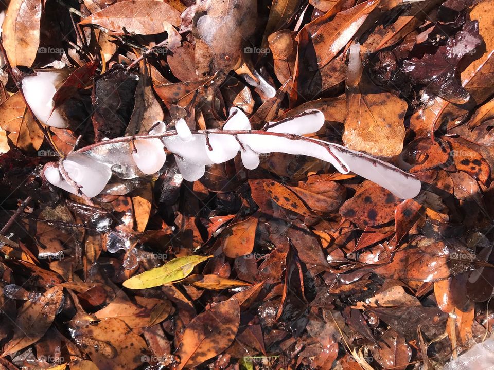 Iced over twig...South Georgia Winter 2018