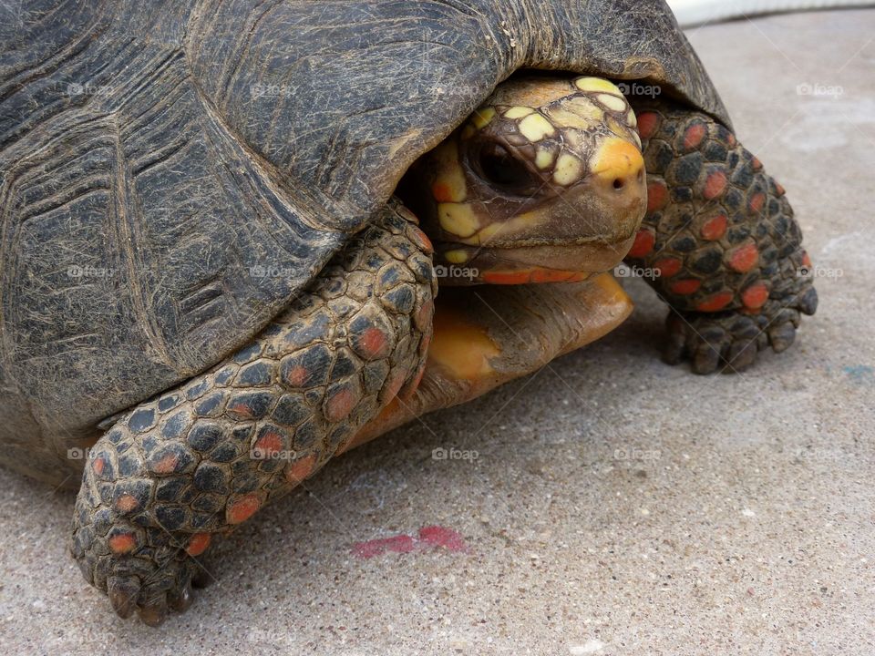 Hiding Tortoise