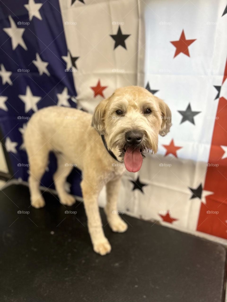 Two soft coated wheaten terriers with a Independence Day backgrounds