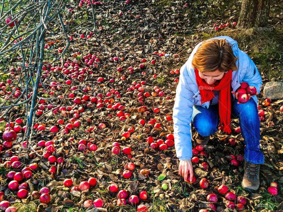 Picking up apples
