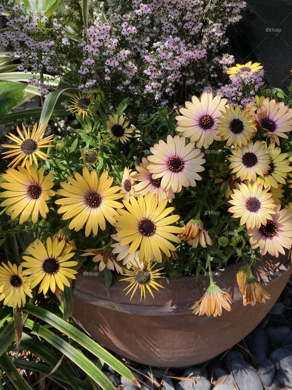 Spring potted flowers