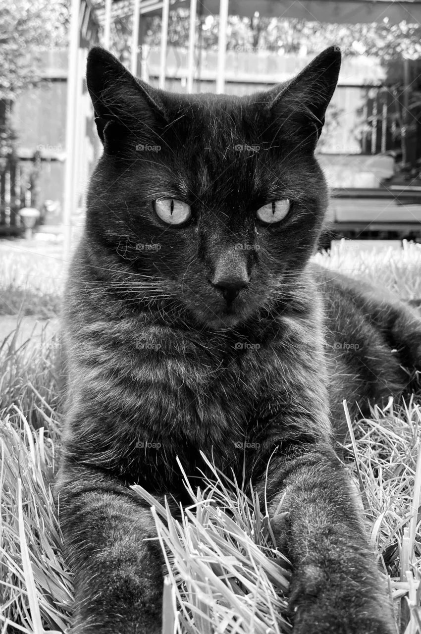 Black cat mood