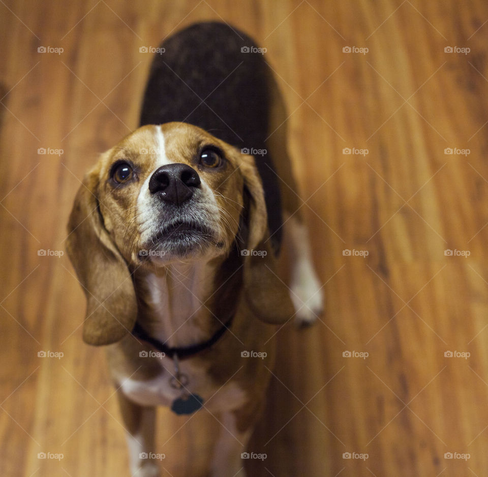 Louie the beagle, being a very good puppy