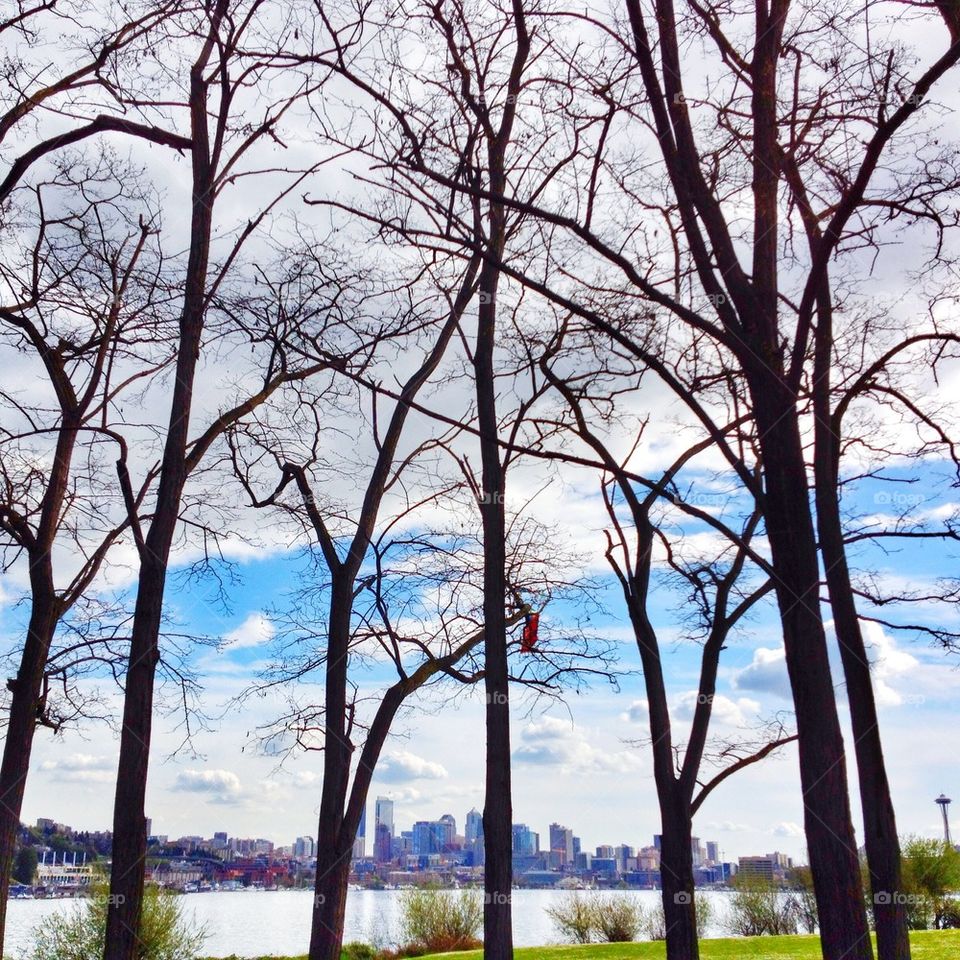 City through the trees