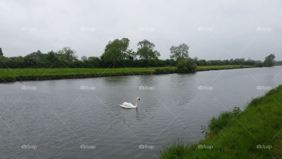 single white swan is swimming alone in the river surrounded by nothing but green grass and bright green trees