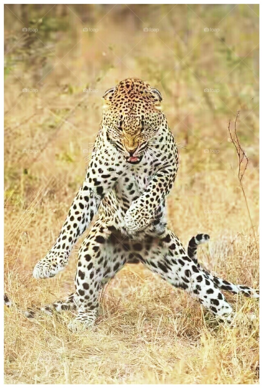 Dancing cheetah