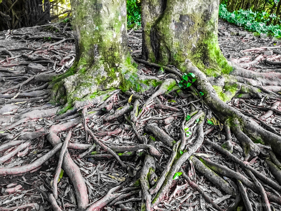 Tree roots intertwined 