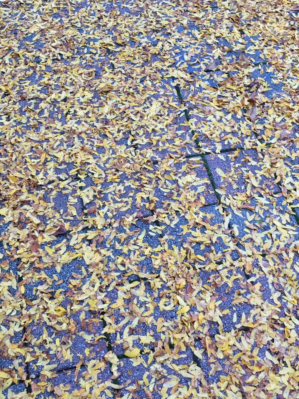 Yellow leaves on concrete 