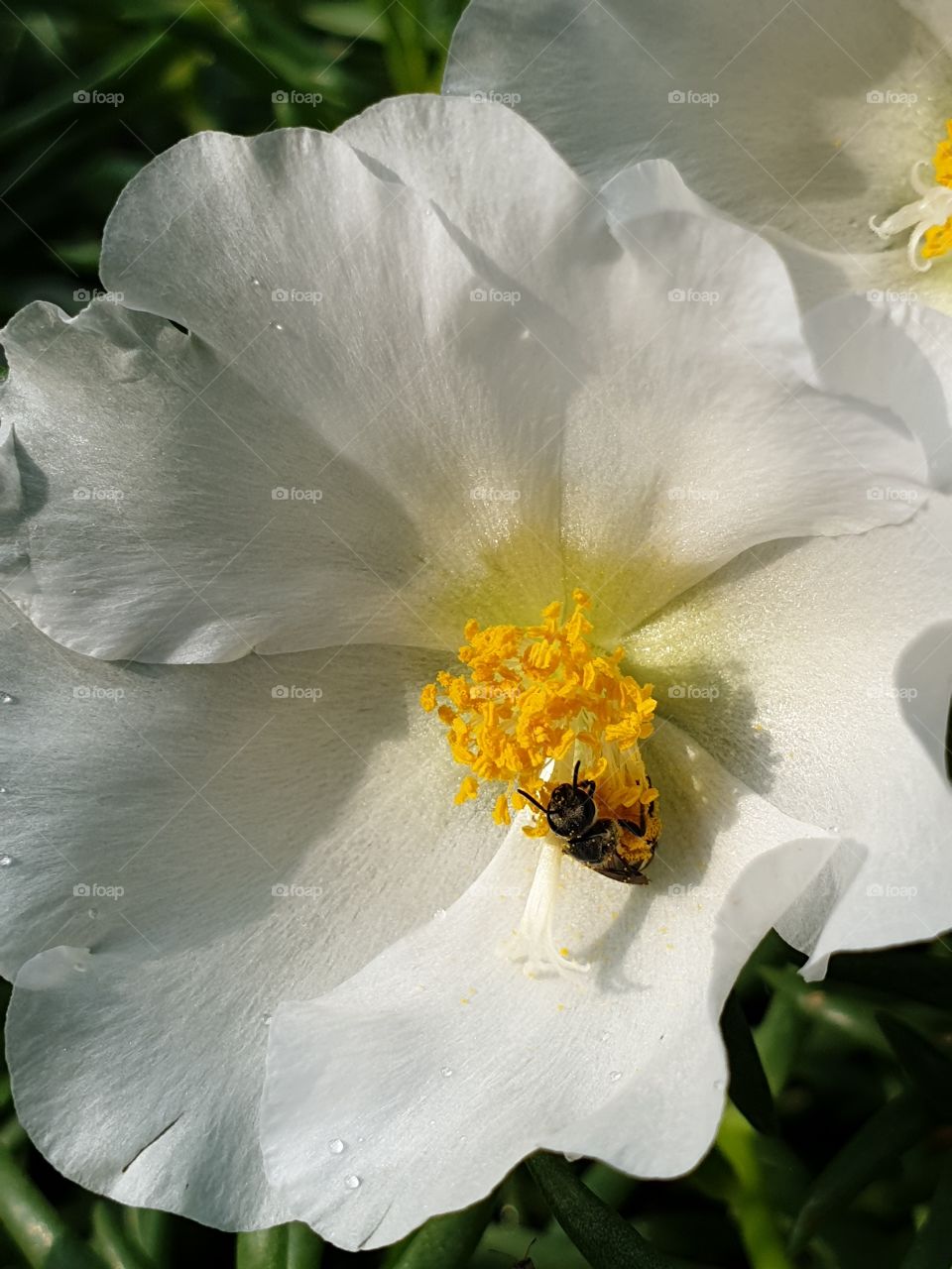 the portulaca grandiflora