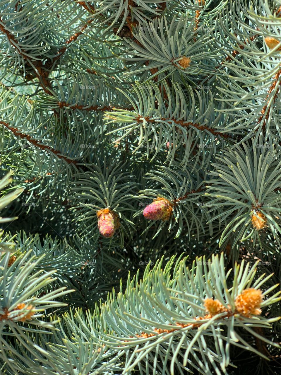 Blue spruce