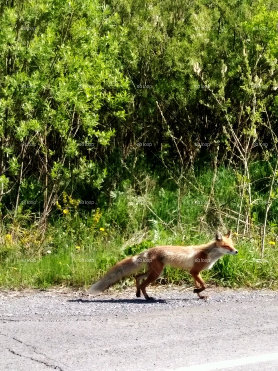 fox