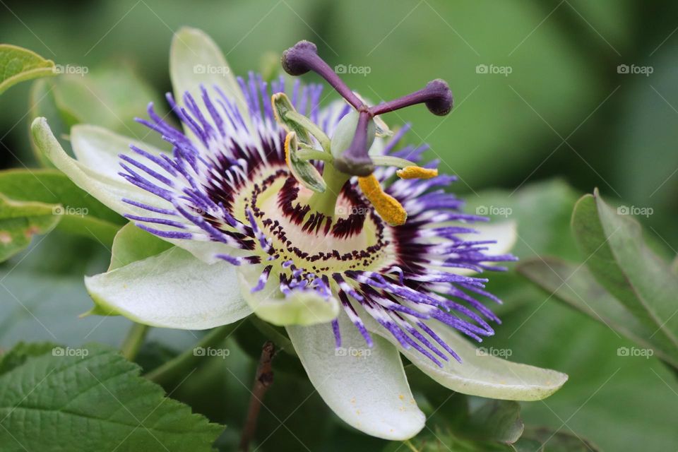 passiflora