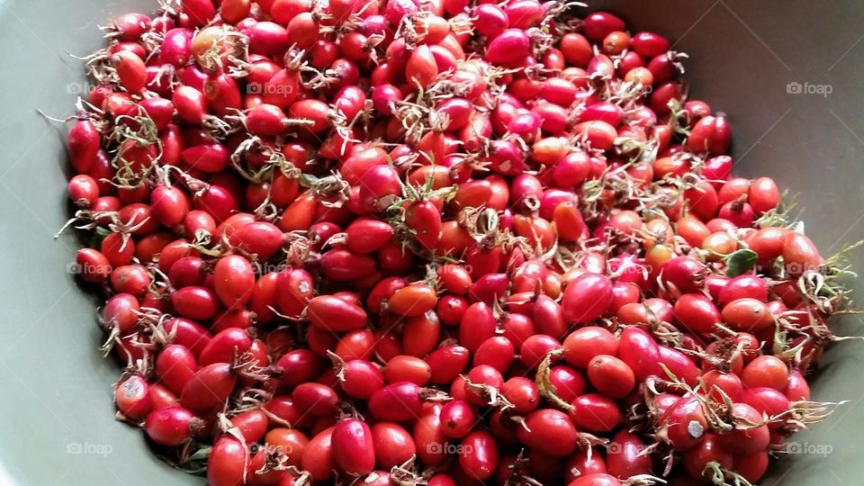 Rosehip harvest