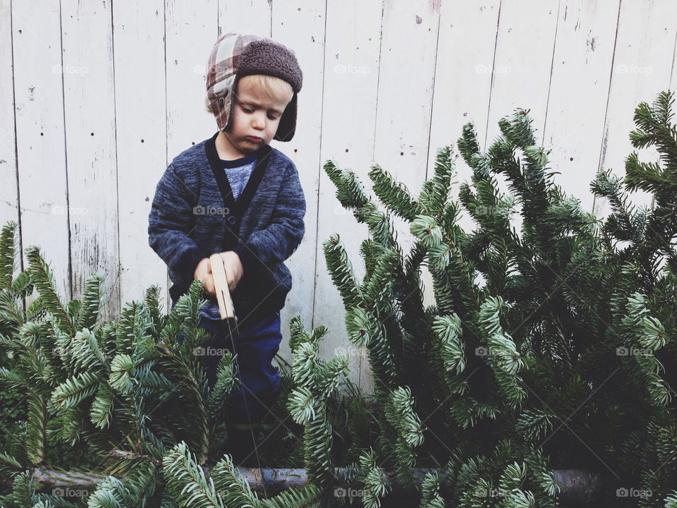 Little Boy Sawing Christmas Tree