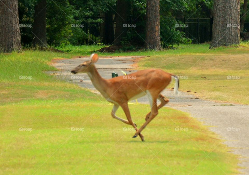 South Carolina Deer 2