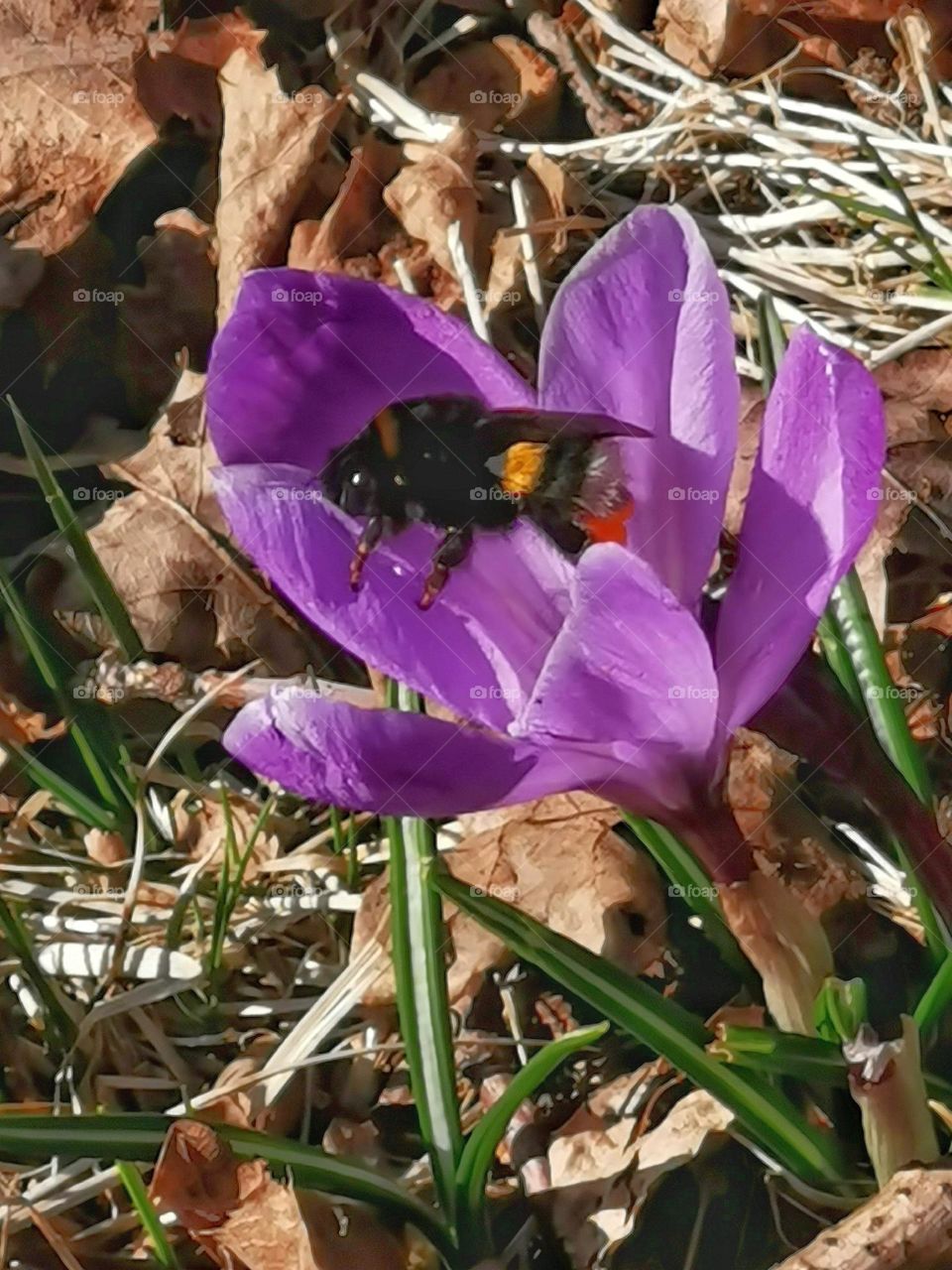 Bumble bee in purple crocus