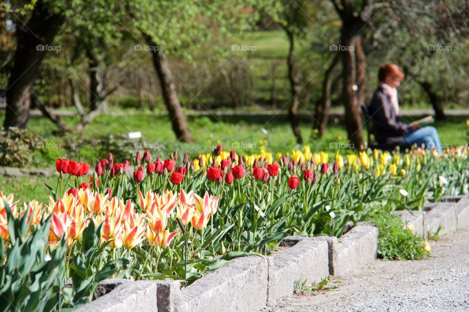 Tulips . Tulips 