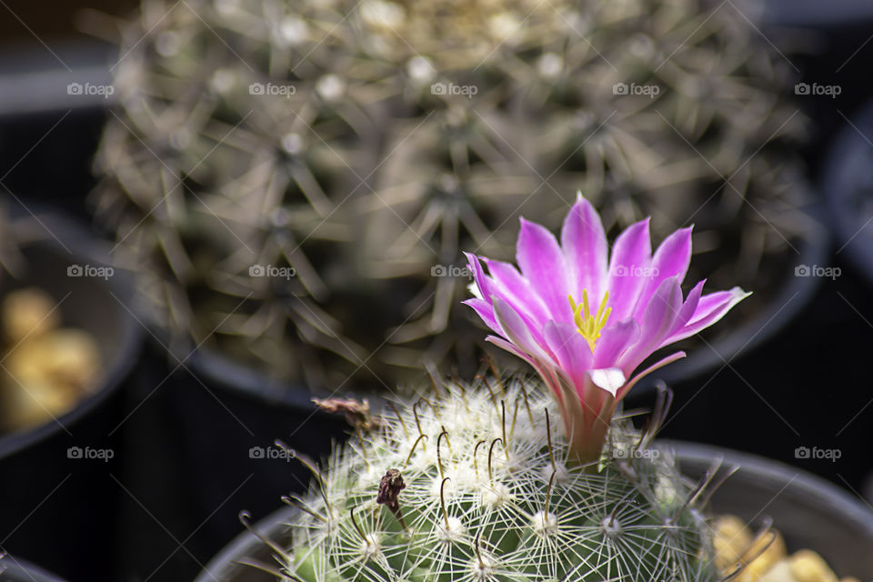 Pink flowers of castas That is blossoming in pots.