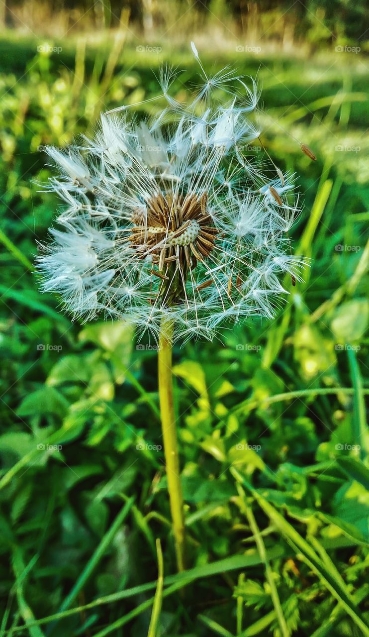 dandelion