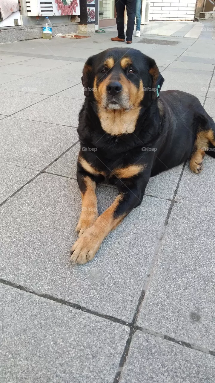 dog