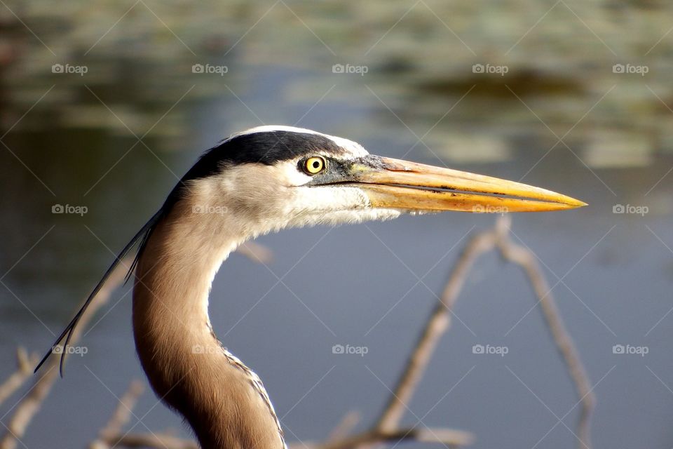 Great Blue Heron