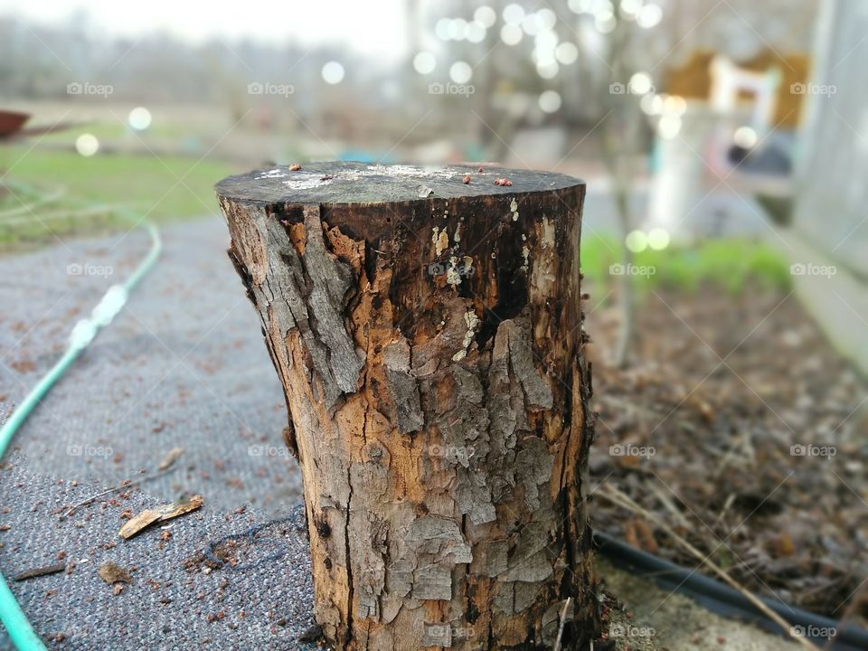 a good angle on an old log