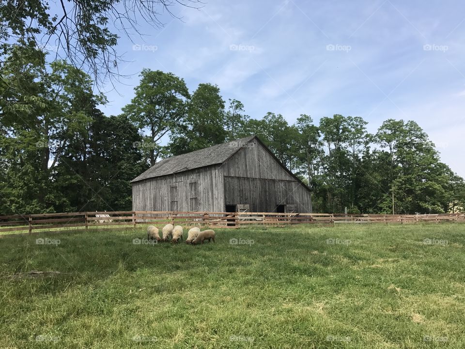 Barn