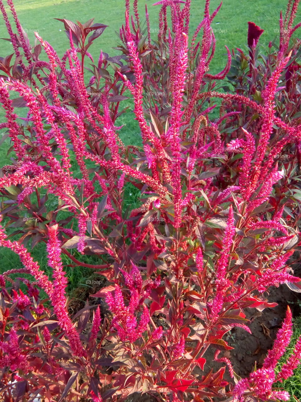 beautiful flowers in a garden