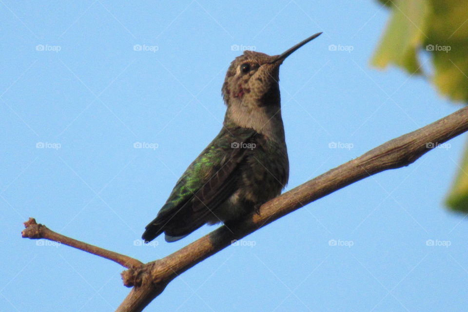 Hummingbird resting