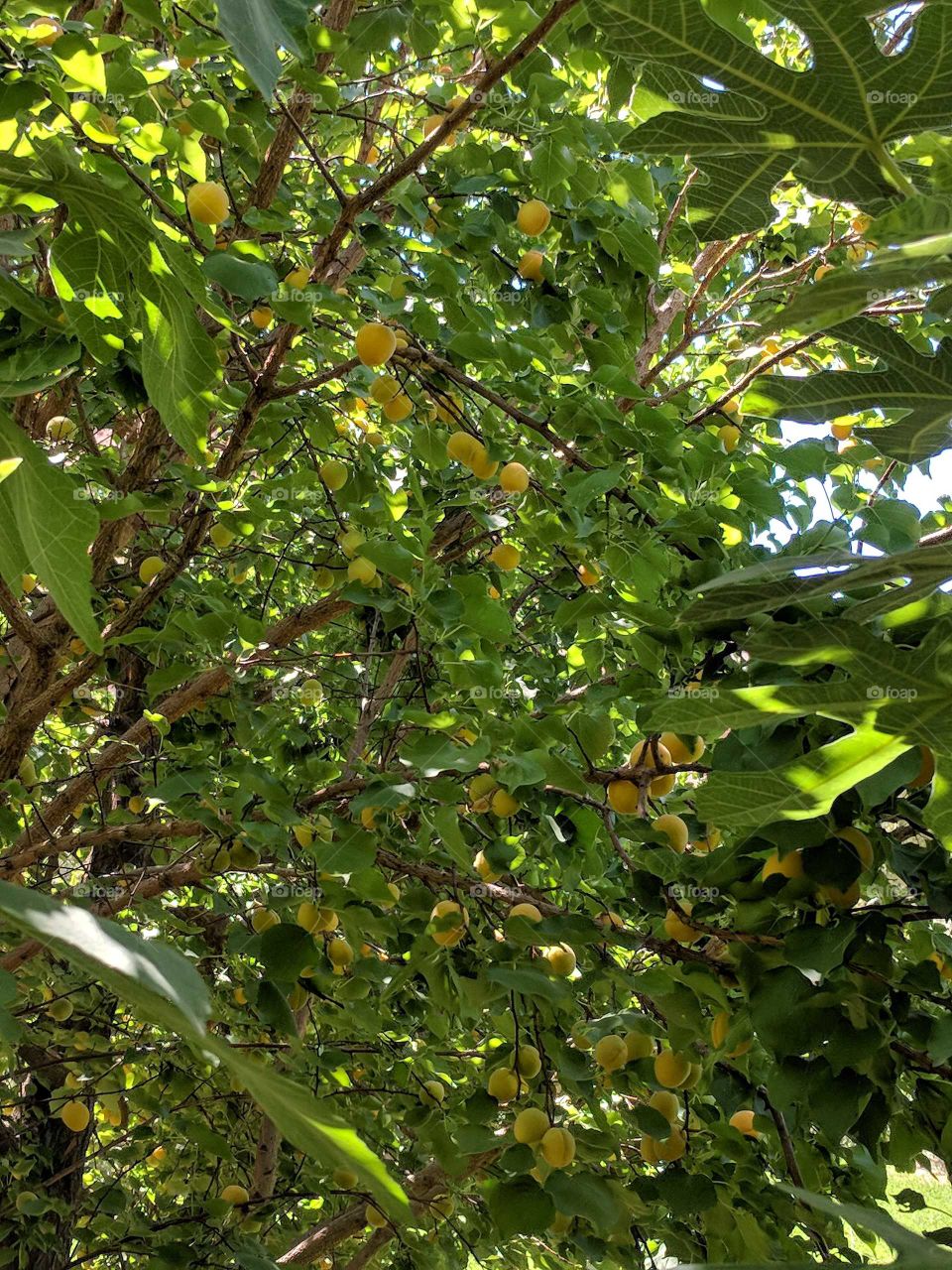Plump, Juicy Orange Apricots Growing on a Tree with Green Leaves and the Sun Peeking Through the Leaves in Morocco