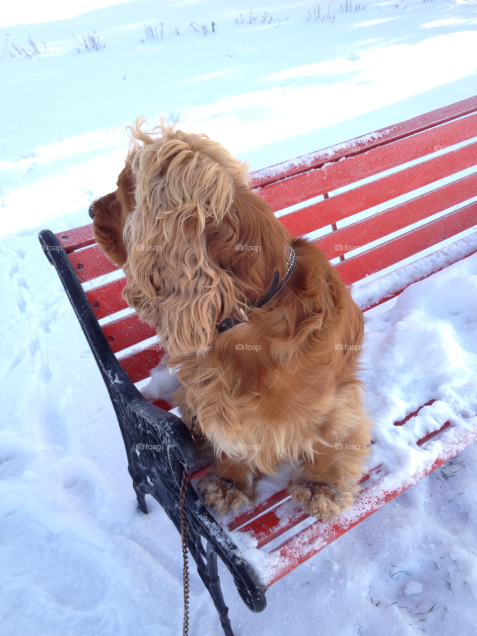 cold snow winter dog by liselott