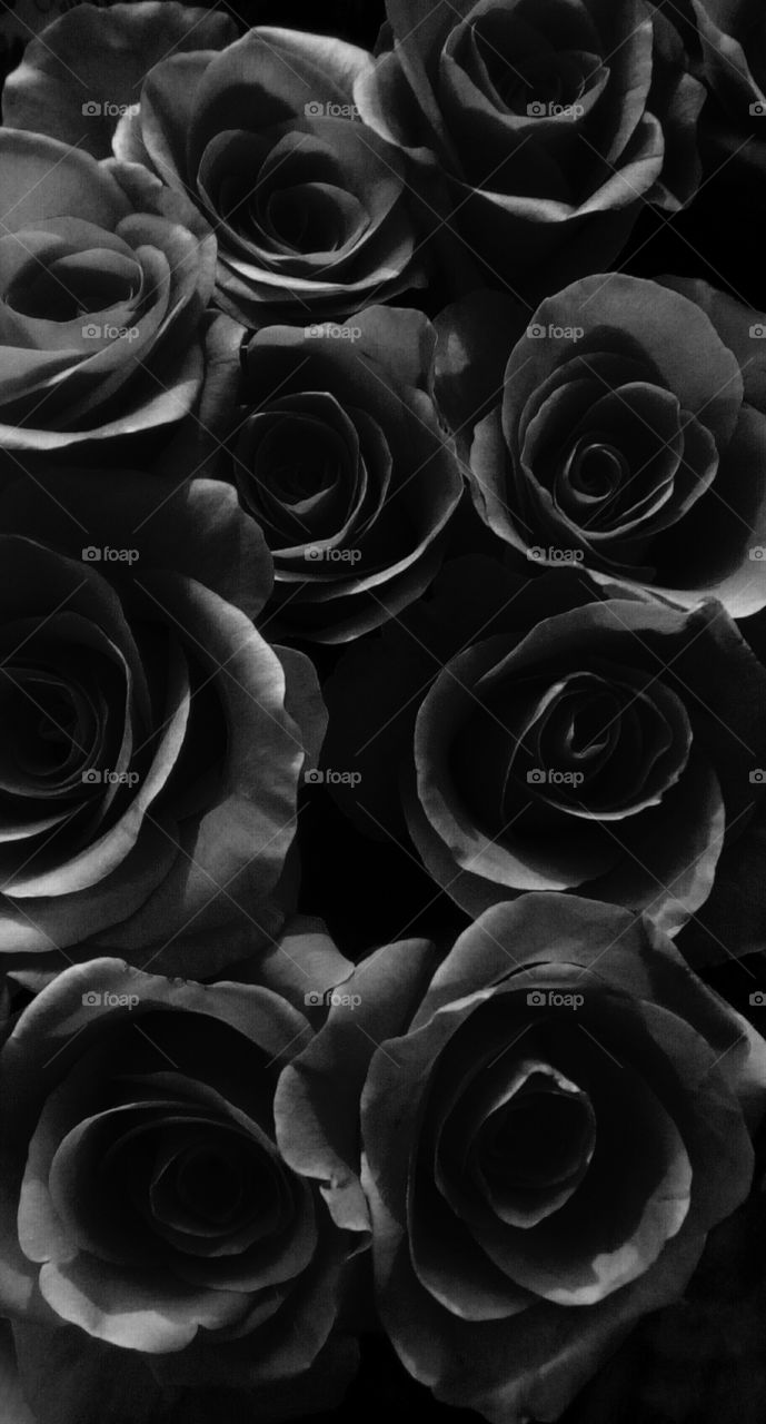 Bouquet of black blooming  beautiful
roses in closeup