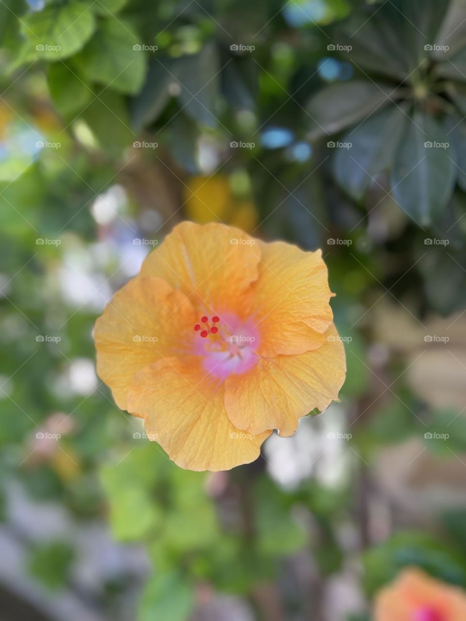 Yellow flower