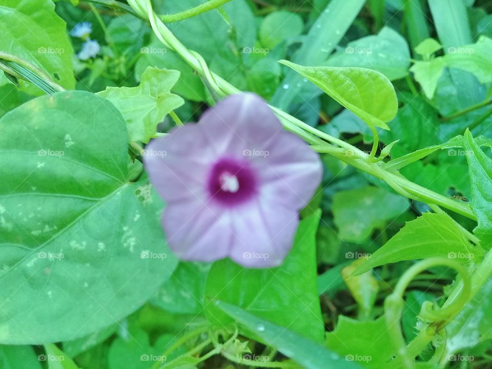 young orange-colored tulip heads in Kalimantan Indonesia