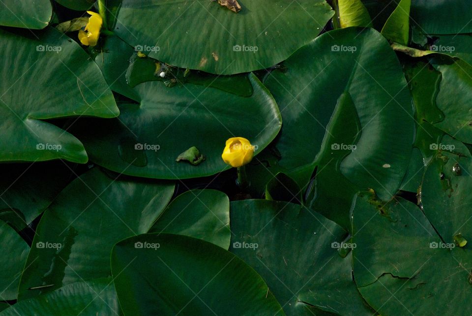 Two yellow water lilies, on the green leaves on the pond. High contrast quality. 