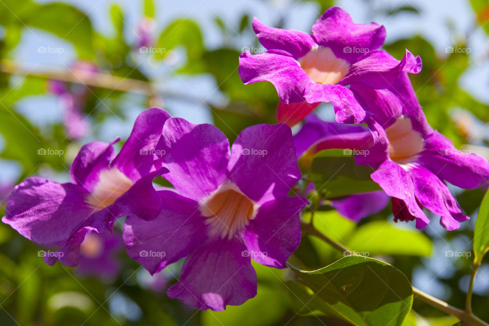 THE FLOWERS AT NOON NOOK GARDEN PATTAY THAILAND