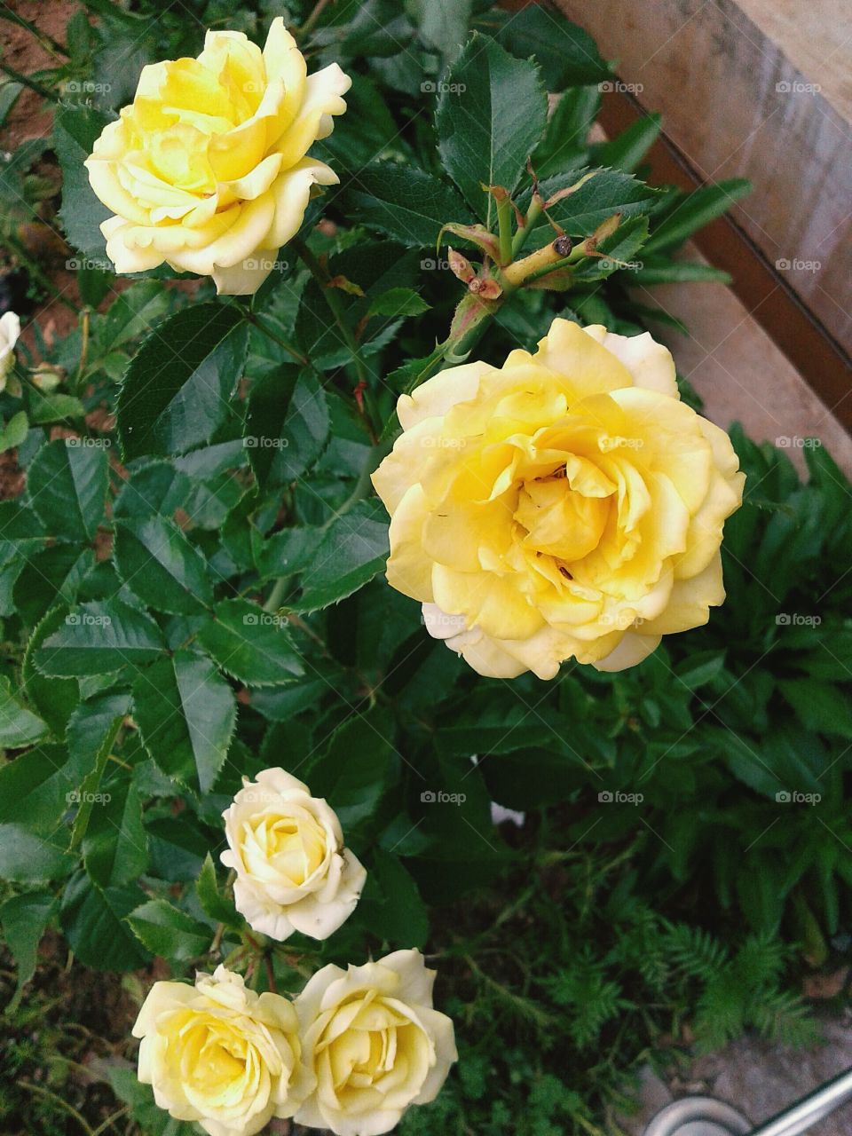Flower - Rose Species