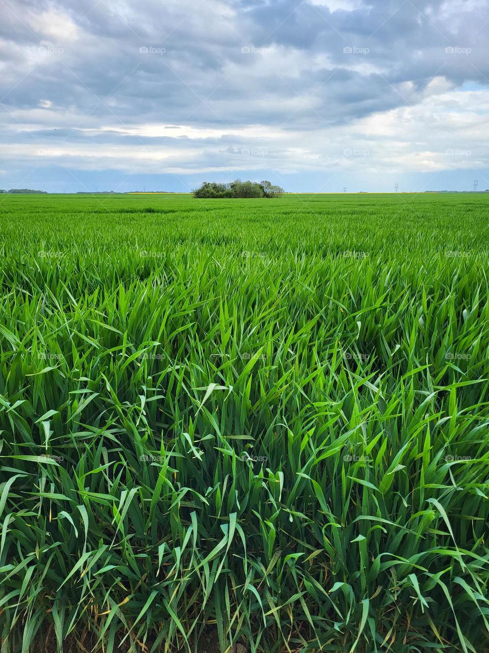 cornfield in Normandy