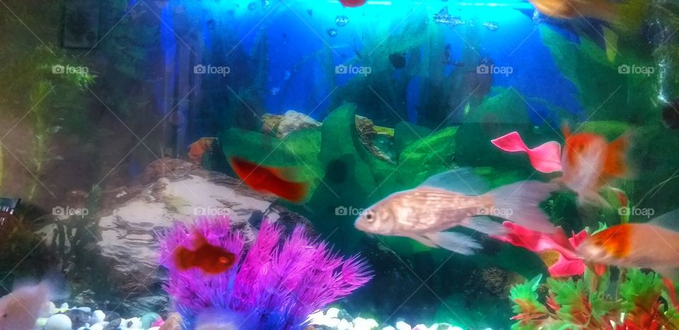 a beautiful fish in fish tank